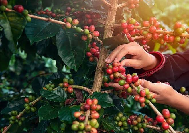 Caulculadora para sembrar café