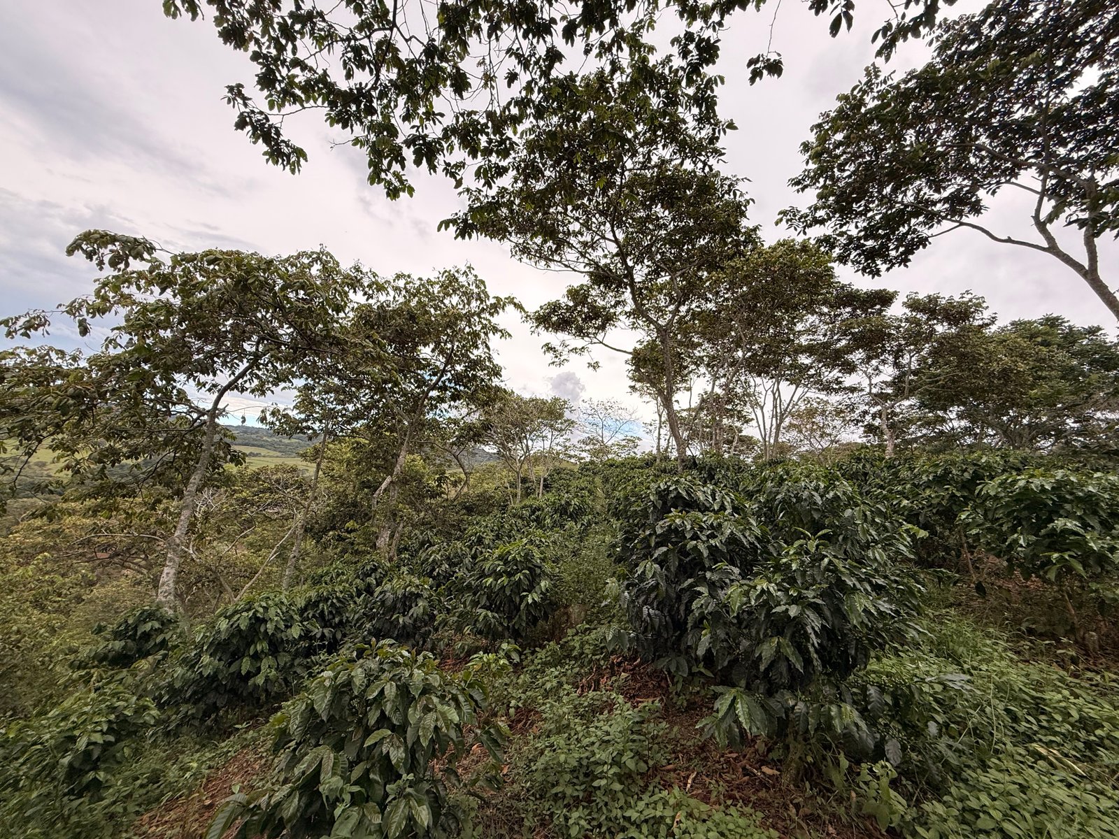 Café Dopsen