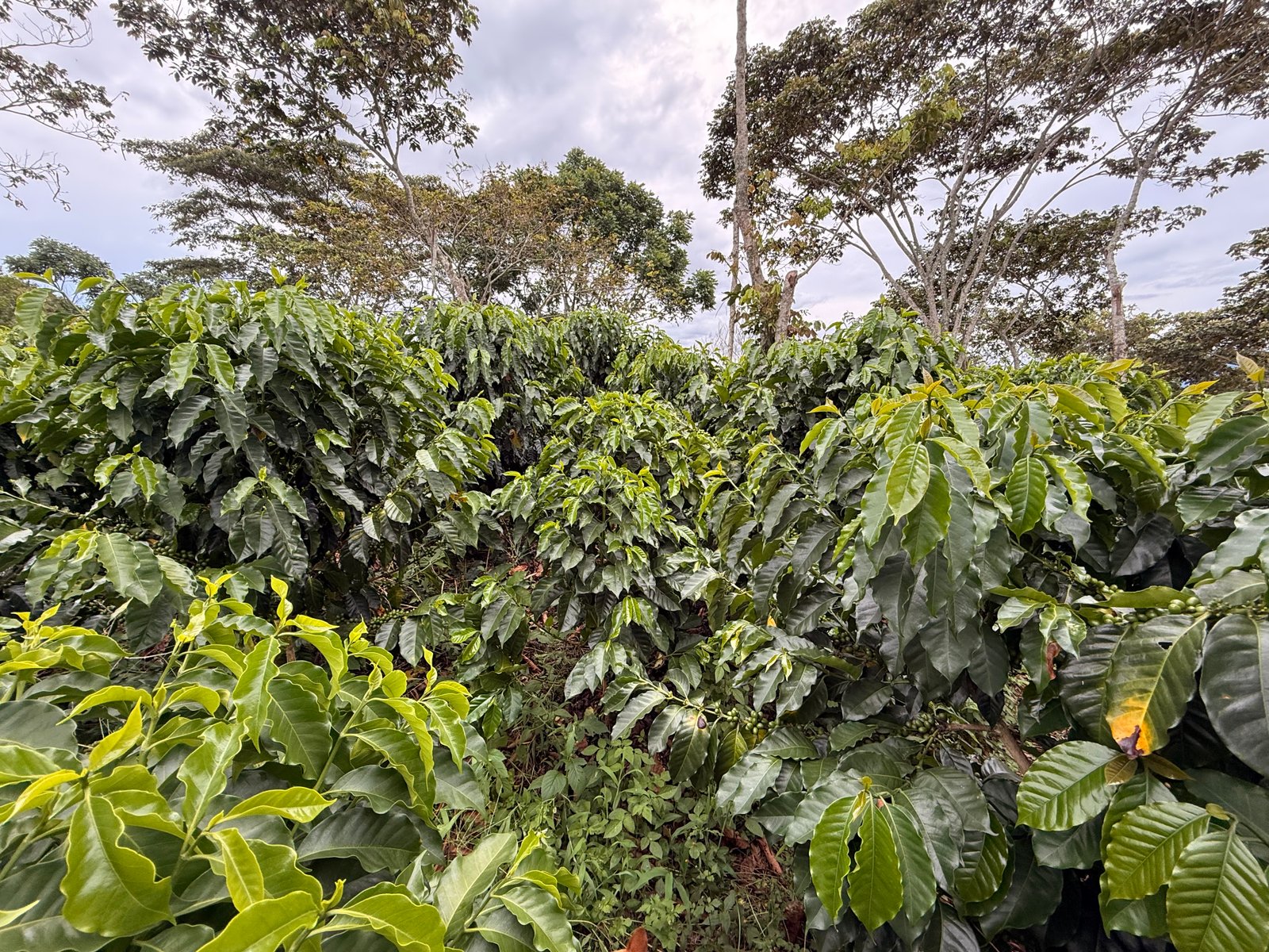 Café Dopsen