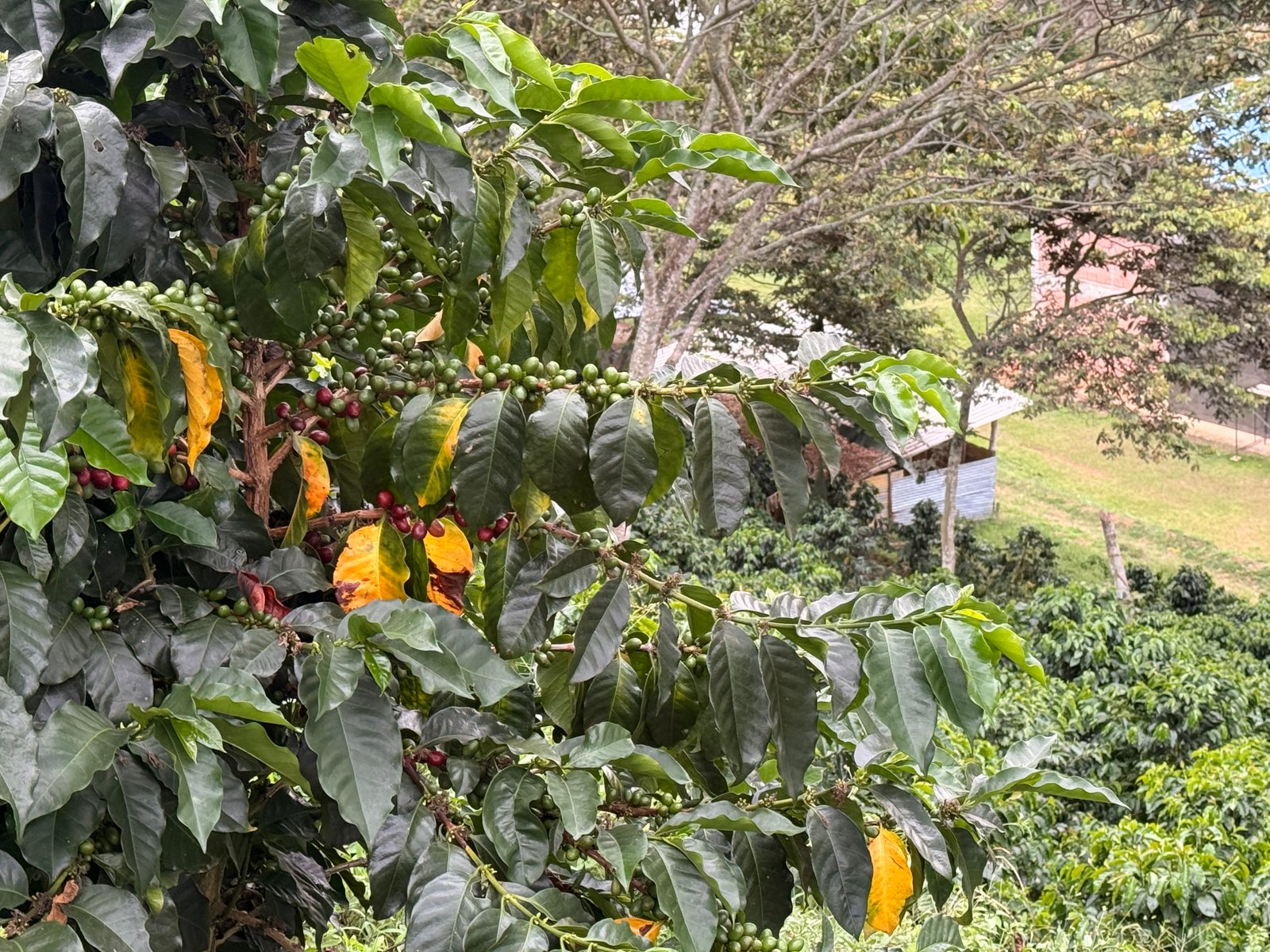 Café Dopsen