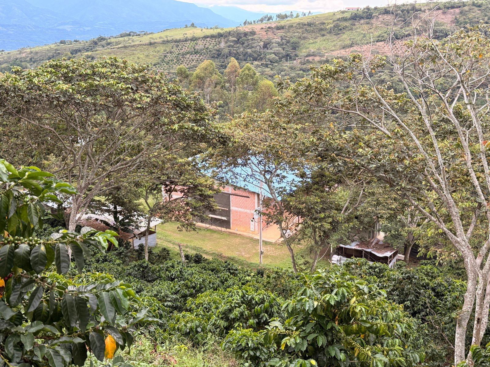 Café Dopsen