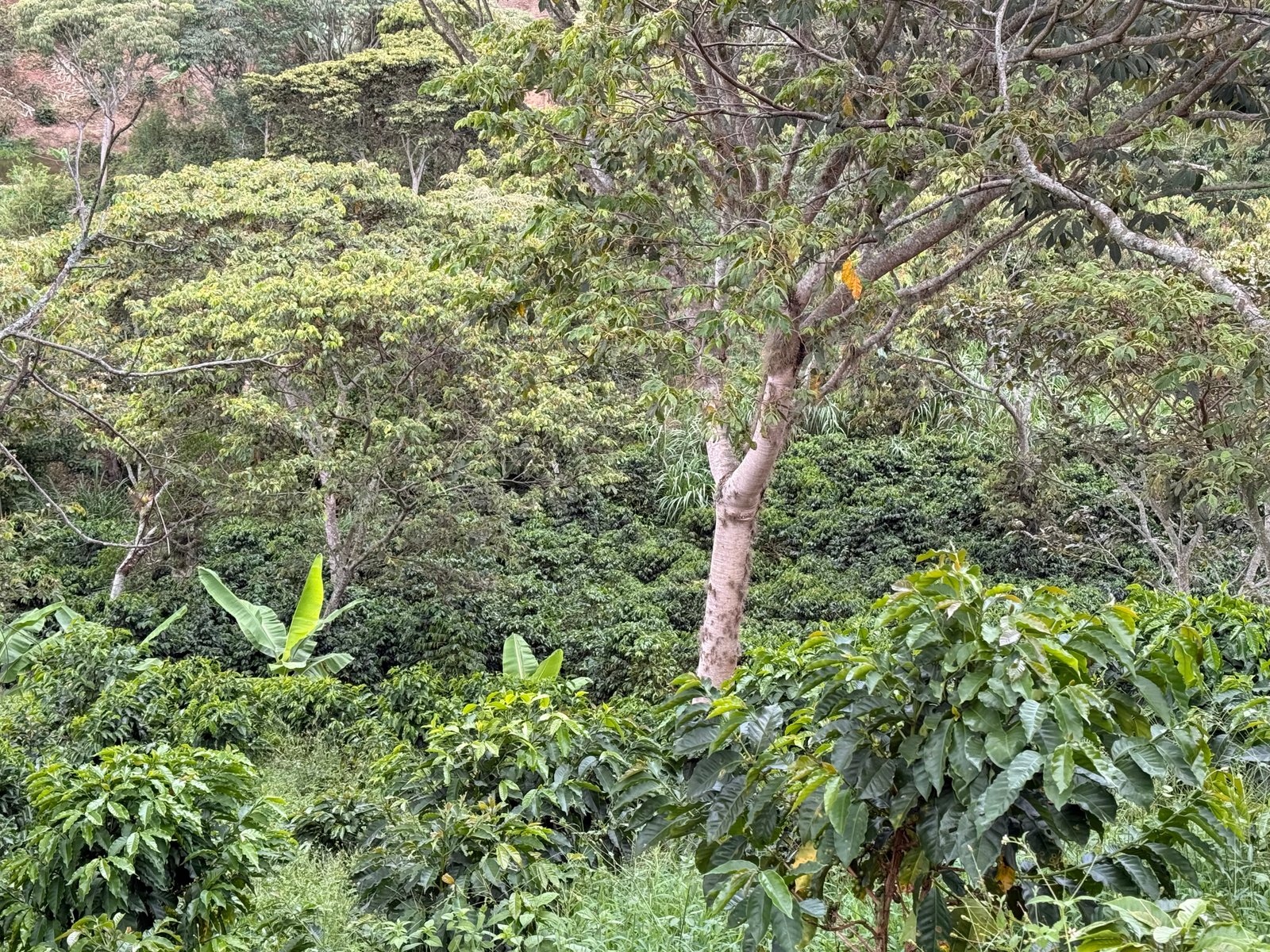 Café Dopsen
