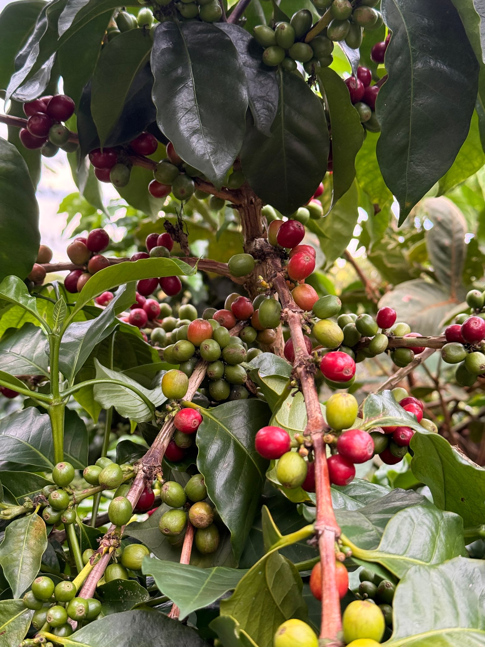 Café Dopsen