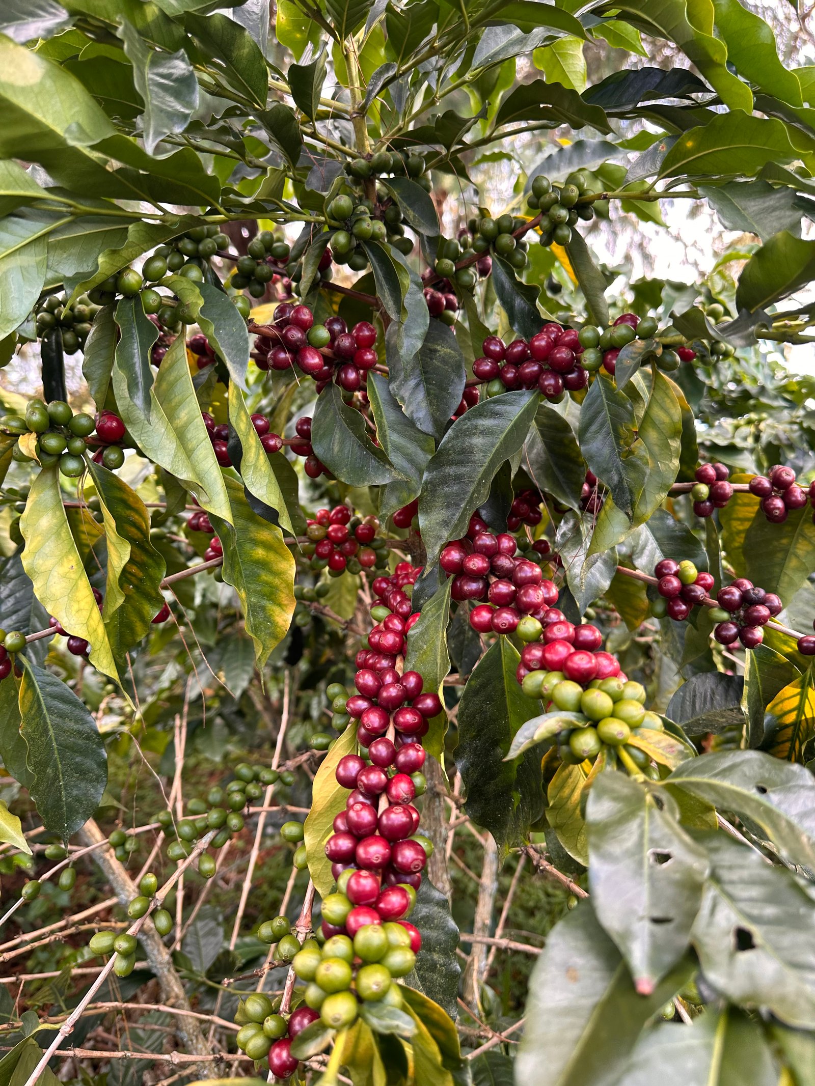 Café Dopsen