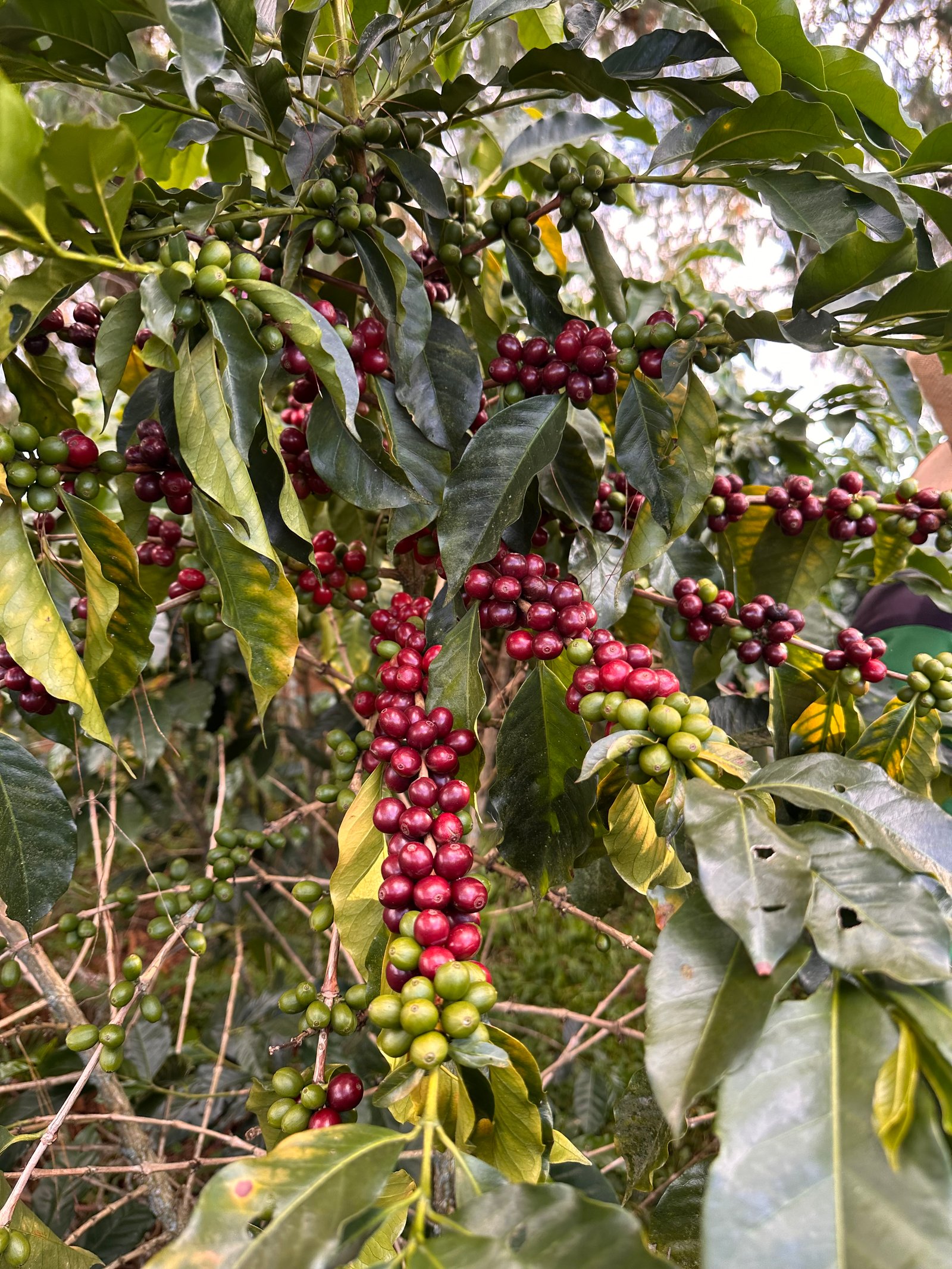 Café Dopsen