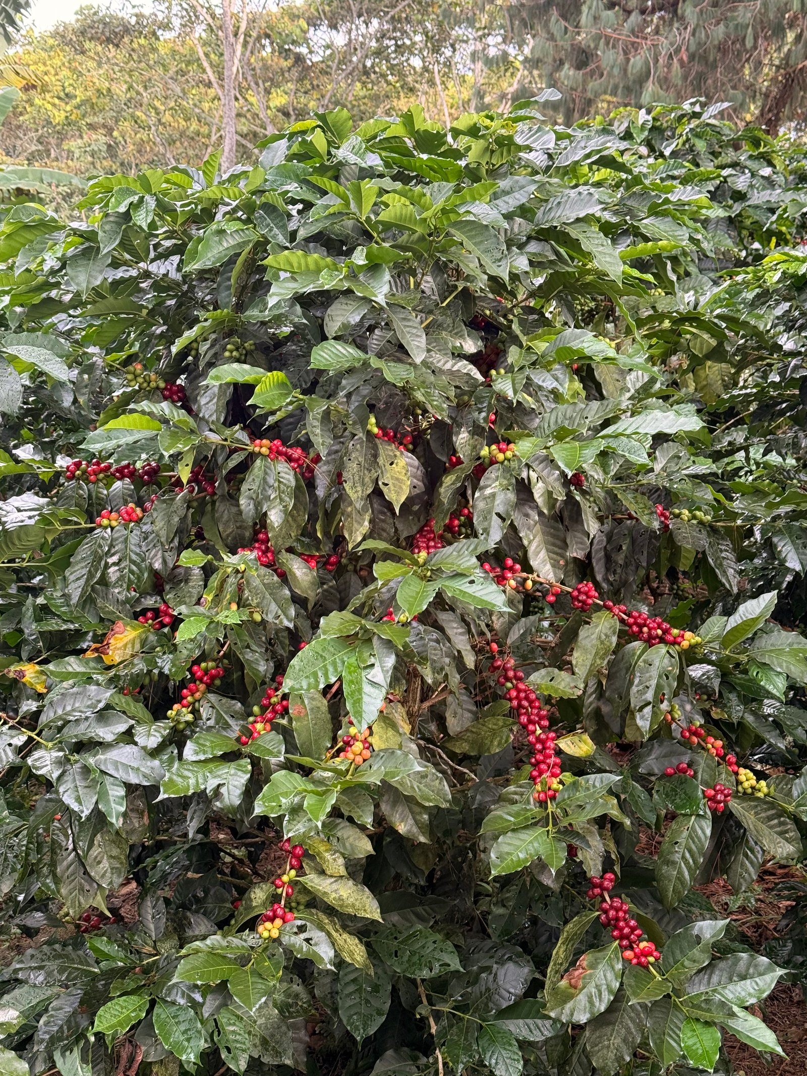 Café Dopsen