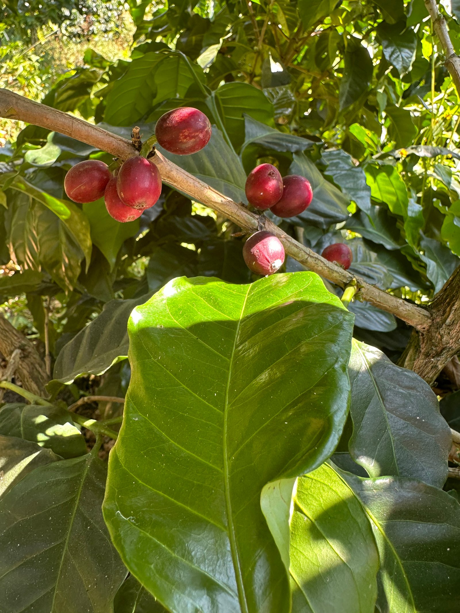 Café Dopsen