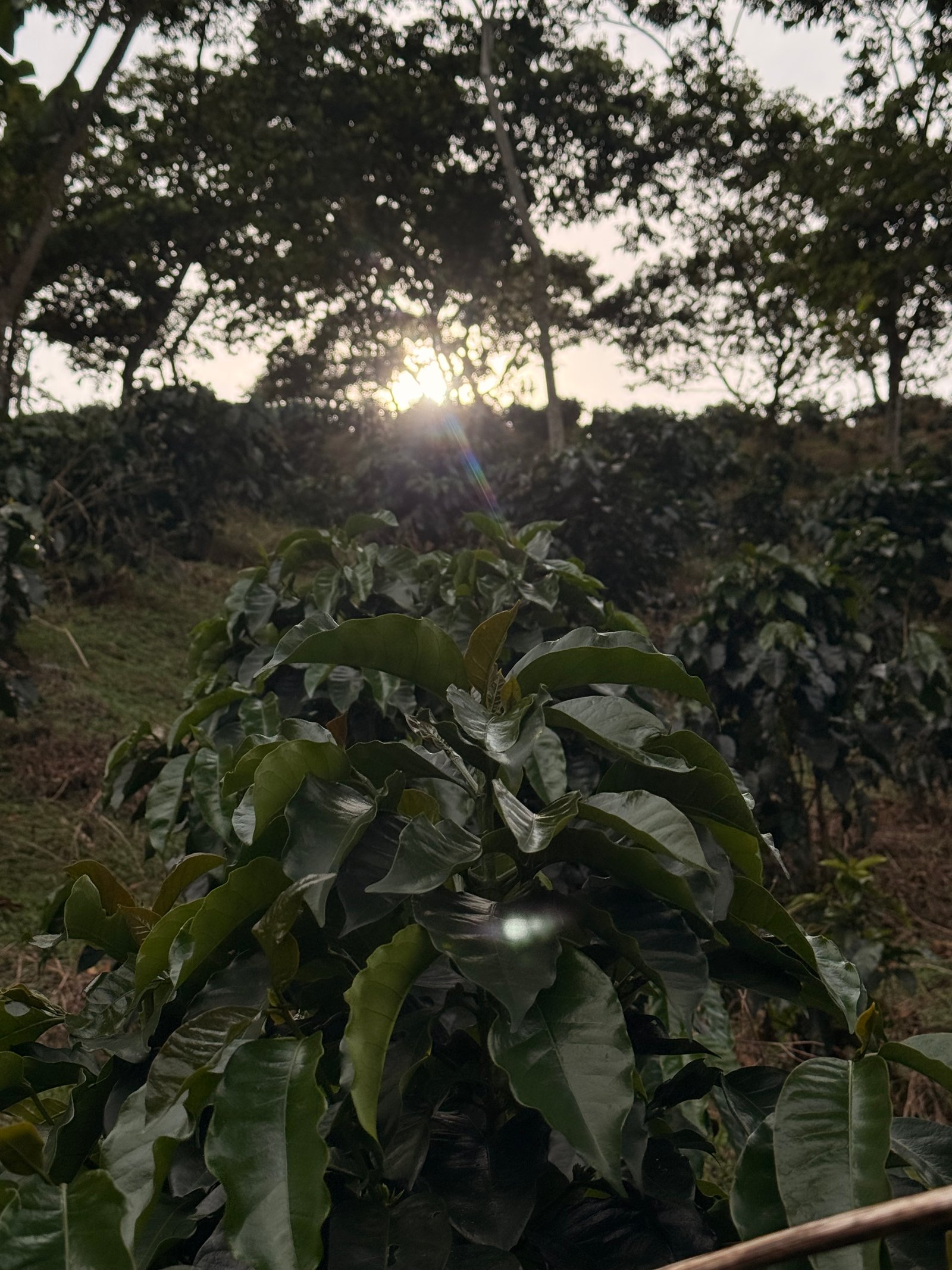 Café Dopsen