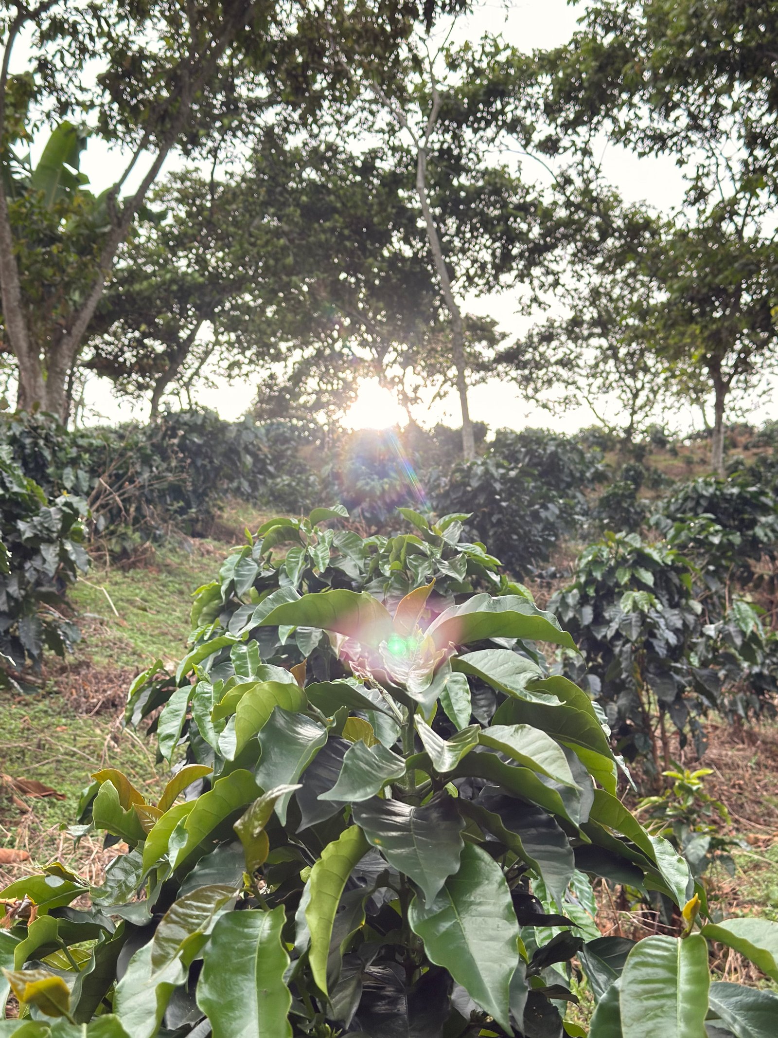 Café Dopsen
