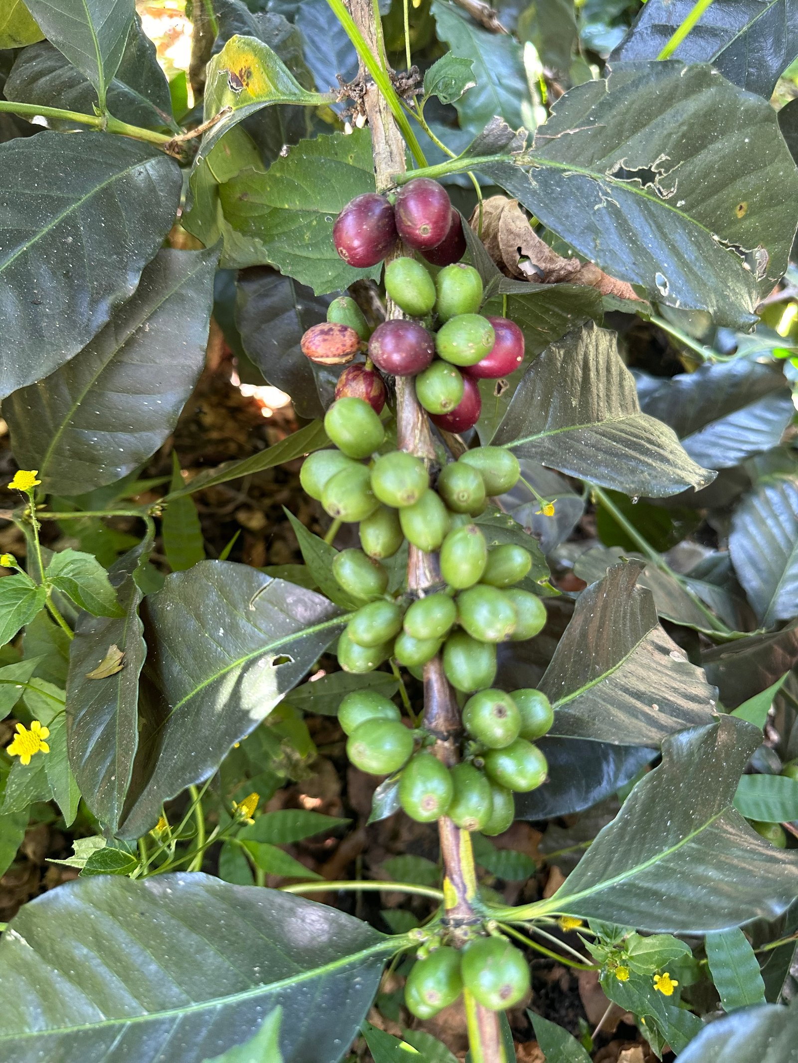 Café Dopsen