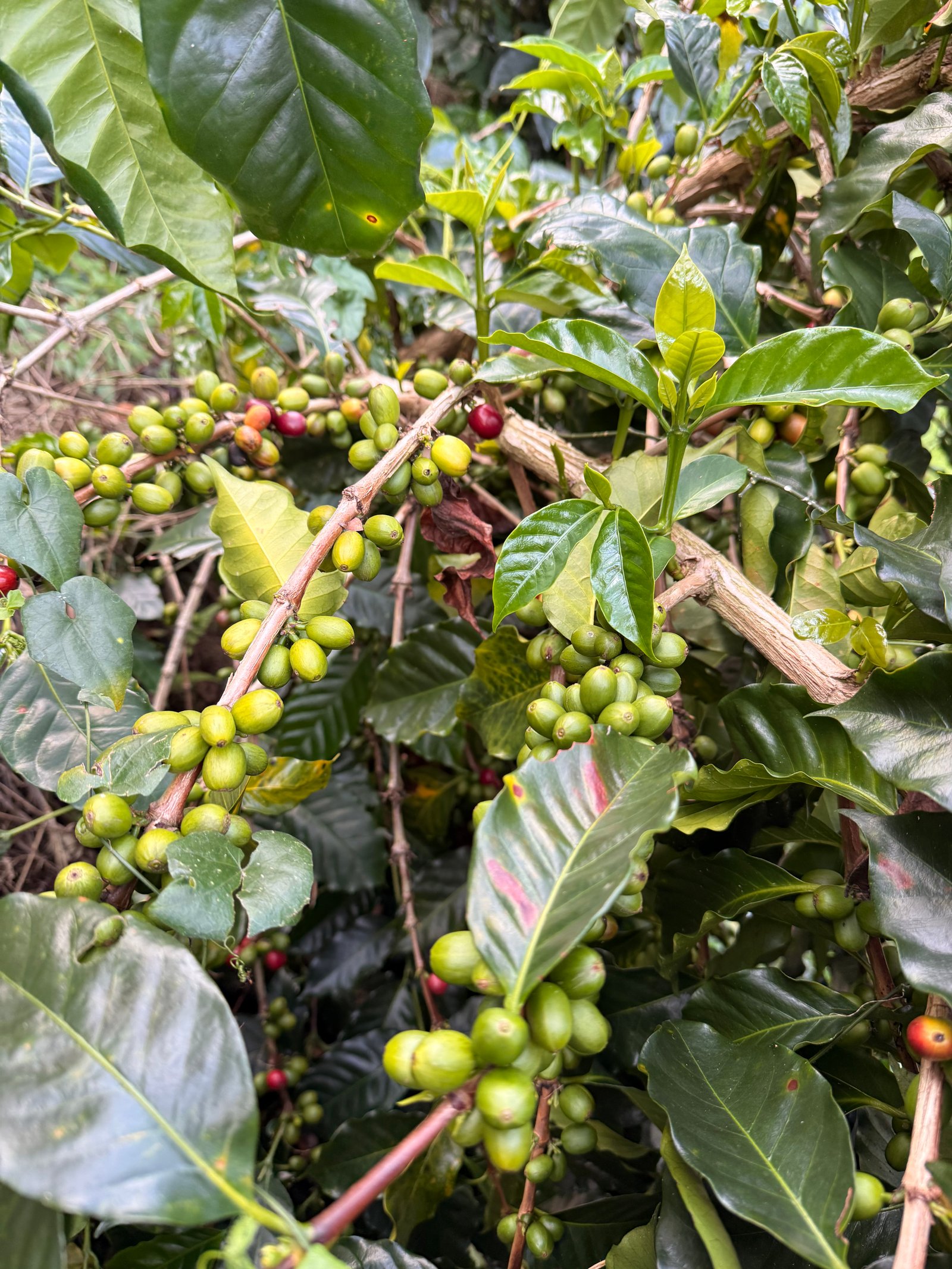 Café Dopsen