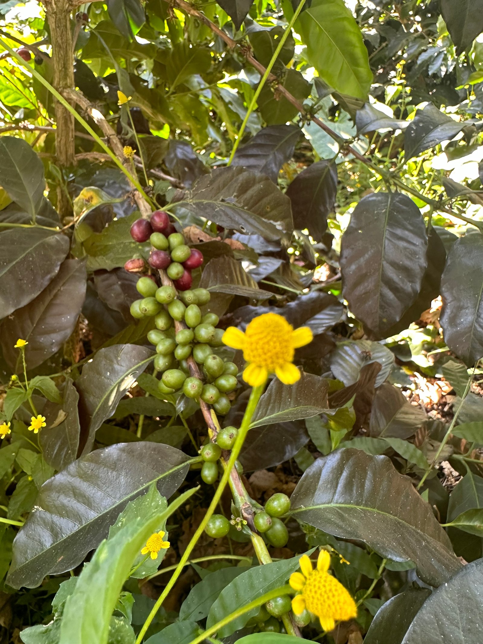 Café Dopsen
