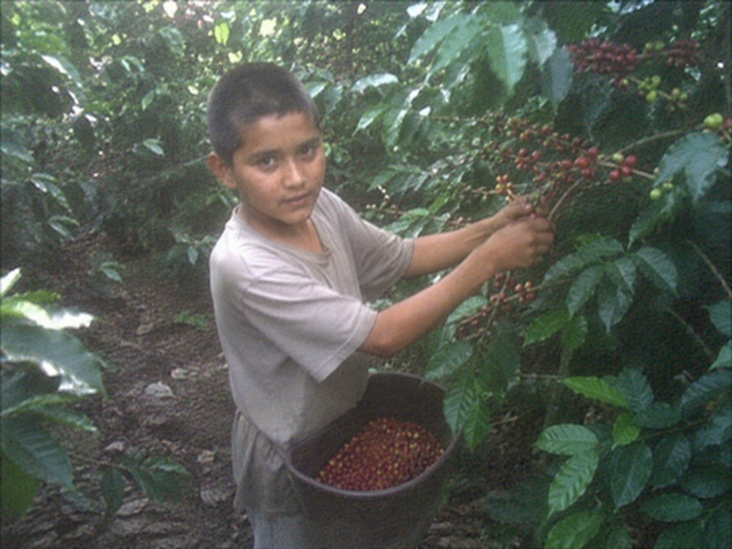 Fabián Moreno en su infancia recolectando café en cafetales de El Socorro Santander